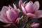 Magnificent Pink Magnolia Blooms Magnolia Soulangeana Trees Blossom in Spring. Generative AI