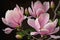 Magnificent Pink Magnolia Blooms Magnolia Soulangeana Trees Blossom in Spring. Generative AI