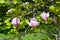 Magnificent pink magnolia flowers among young leaves of a magnolia tree in a botanic garden in spring