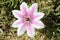 Magnificent  pink and white clematis flower, wonders of nature