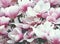 Magnificent pink and white magnolia with a profusion of exquisite flowers in spring