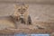 Magnificent powerful lion in the middle of the desert