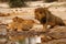 Magnificent Pride of Lions with cubs at waterhole