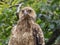 Magnificent Proud Australian Whistling Kite.