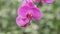Magnificent Purple Pink Violet Orchids HD Footage
