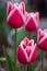 Magnificent purplish-red and white tulips