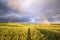 Magnificent rainbow over the forest and steppe