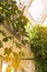 Magnificent rainforest in the conservatory with large panoramic windows. Monstera in the foreground