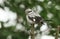A magnificent rare Great Grey Shrike, Lanius excubitor, perching on the tip of a branch on a dark, windy, rainy day.