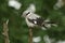 A magnificent rare Great Grey Shrike, Lanius excubitor, perching on the tip of a branch on a dark, windy, rainy day. It is looking