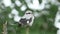 A magnificent rare Great Grey Shrike, Lanius excubitor, perching on the tip of a branch on a dark, windy, rainy day. It is looking