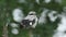 A magnificent rare Great Grey Shrike, Lanius excubitor, perching on the tip of a branch on a dark, windy, rainy day. It is looking