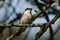 A magnificent rare hunting Red-backed Shrike, Lanius collurio, perched in a tree.