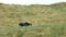 A magnificent rare male Black Grouse, Tetrao tetrix, displaying in the moors before sunrise.