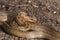 A magnificent rare Smooth Snake, Coronella austriaca, coiled up in heathland in the UK.