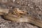 A magnificent rare Smooth Snake, Coronella austriaca, coiled up in heathland in the UK.