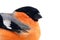 The magnificent red bullfinch in spring breeding plumage