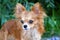 Magnificent red chihuahua dog portrait