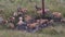 A magnificent Red Deer stag Cervus elaphus wallowing in muddy water with its hinds just before rutting season, in the highlands