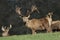 Magnificent Red Deer Stags, Cervus elaphus, standing, grazing and resting in a field.