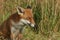 A magnificent Red Fox, Vulpes vulpes, sitting in the long grass.