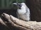 Magnificent Regal Gorgeous Noisy Friarbird.