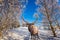 Magnificent reindeer with branched horns