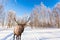 Magnificent reindeer on ski road