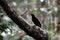 Magnificent riflebird or Ptiloris magnificus seen in Nimbokrang in West Papua