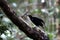 Magnificent riflebird or Ptiloris magnificus seen in Nimbokrang in West Papua