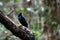 Magnificent riflebird or Ptiloris magnificus seen in Nimbokrang in West Papua