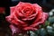 Magnificent Rose: Water Droplets Adorning a Beautiful Rose - Generative AI