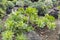 Magnificent rosette of aeonium undulatum with splendid green lea