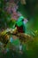 Magnificent sacred green and red bird. Birdwatching in jungle. Beautiful bird in nature tropic habitat. Resplendent Quetzal, Pharo