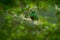 Magnificent sacred green and red bird Resplendent Quetzal (Pharomachrus mocinno) from Savegre in Costa Rica