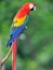 Magnificent scarlet macaw in tree, costa rica