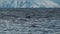 Magnificent scene of nature. Whale showing up on surface of the sea, nearby small ship, surrounded by giant icebergs