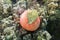 Magnificent sea anemone Heteractis magnifica