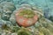 A Magnificent sea anemone Heteractis magnifica