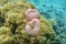 Magnificent sea anemones Heteractis magnifica