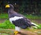 Magnificent sea eagle posing in a zoo