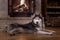 Magnificent Siberian husky lies by beautiful tiled fireplace. Stern gaze noble husky dog against the background hot logs.