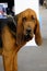 A magnificent specimen of Bloodhound dog