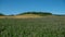 Magnificent spring landscape. Alfalfa fields in bloom and tree-lined hill