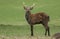 A Magnificent Stag Manchurian Sika Deer, Cervus nippon mantchuricus, standing in a field at the edge of woodland.