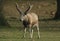 A magnificent stag Milu Deer, also known as PÃ©re David`s, Elaphurus davidianus, feeding in a meadow in winter.