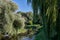 Magnificent summer landscape by the calm river. Weeping willows over the river in sunny warm day with green emerald