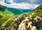 Magnificent summer view of alpine meadows in the Caucasus mountains. Blooming white rhododendron flowers on the mountain hills in