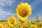 A magnificent sunflower in sunshine and blue skies in Andalusia.