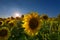 Magnificent sunset landscape with beautiful sunflower fields at the summer.